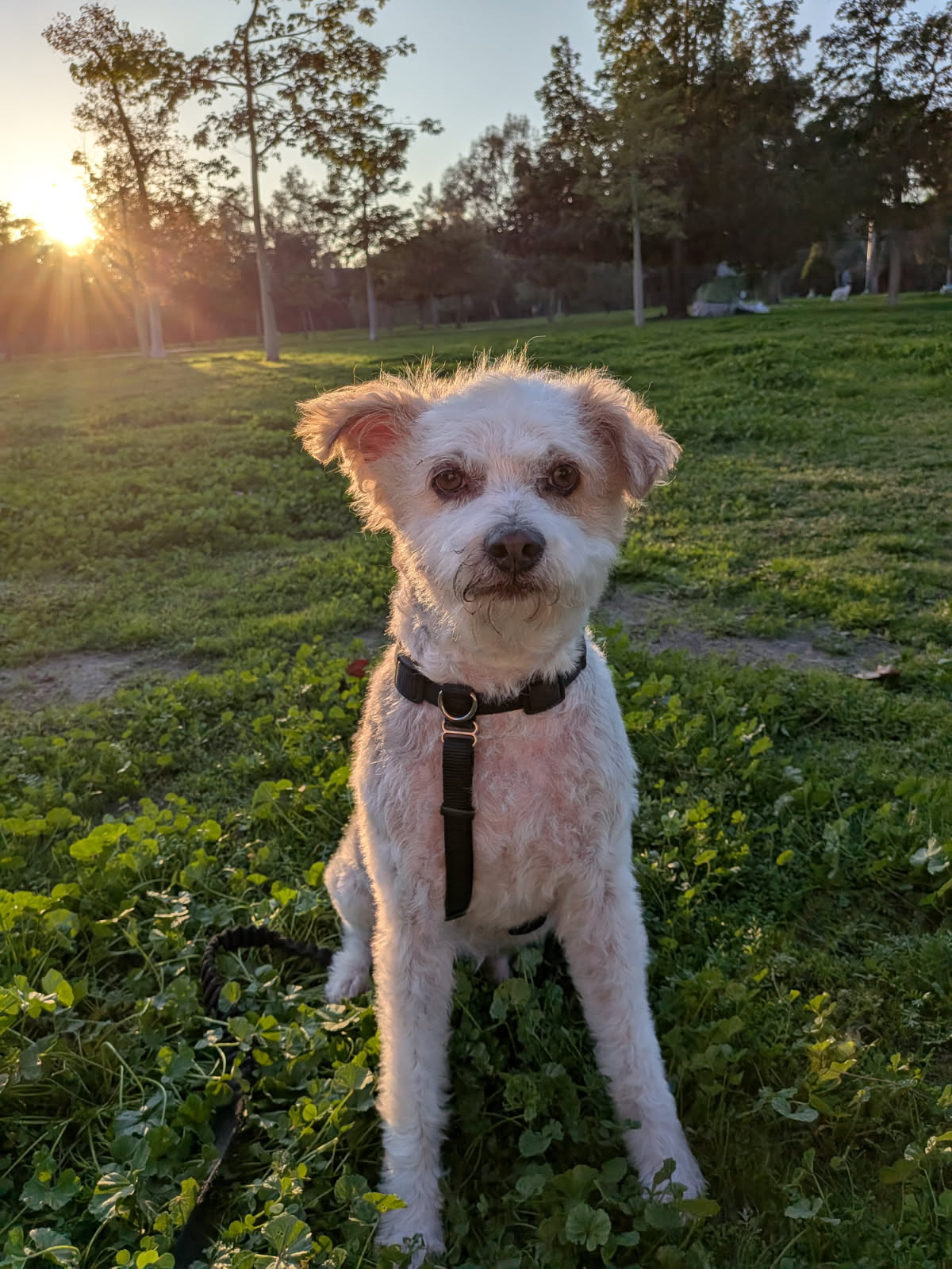 Mikey enjouing a walk in his harness