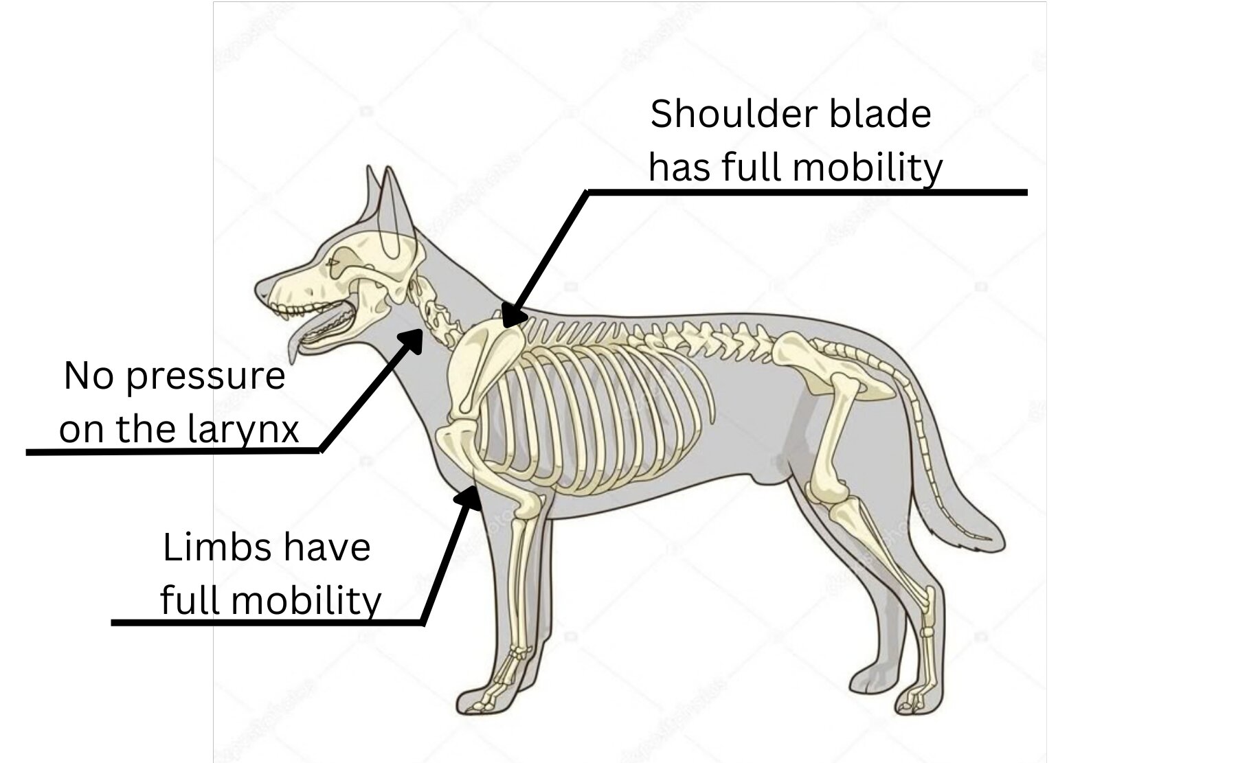 dog harness recommendation An anatomical diagram shows a dog’s skeleton superimposed over a silhouette of a dog standing in profile, highlighting key physiological considerations for a dog harness. Three black pointer lines indicate specific anatomical regions with accompanying text labels. The top pointer points to the scapula and is labeled "Shoulder blade has full mobility." The middle pointer points to the throat area and reads "No pressure on the larynx." The bottom pointer points to the shoulder joint and humerus, with the text "Limbs have full mobility."
